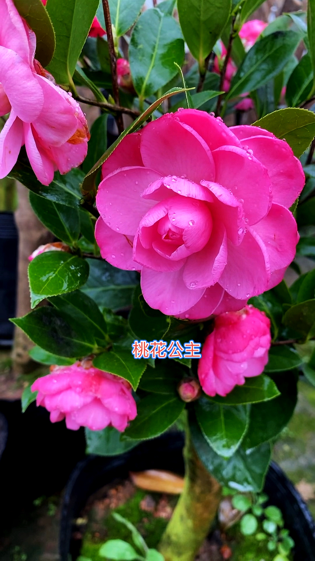 桃花公主茶花,开的太美了,仙气飘飘!