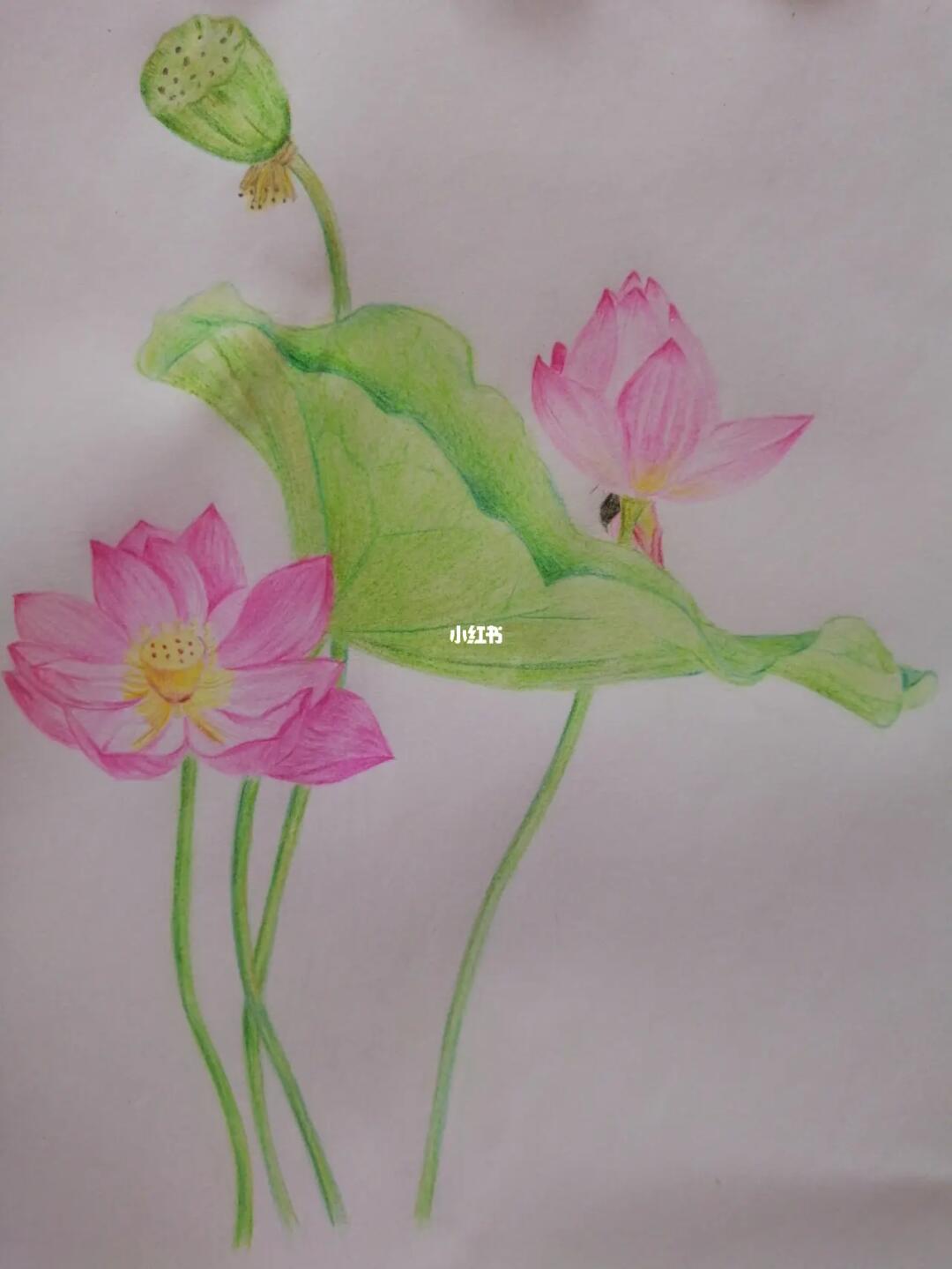 彩铅画荷花飞乐鸟花之绘临摹