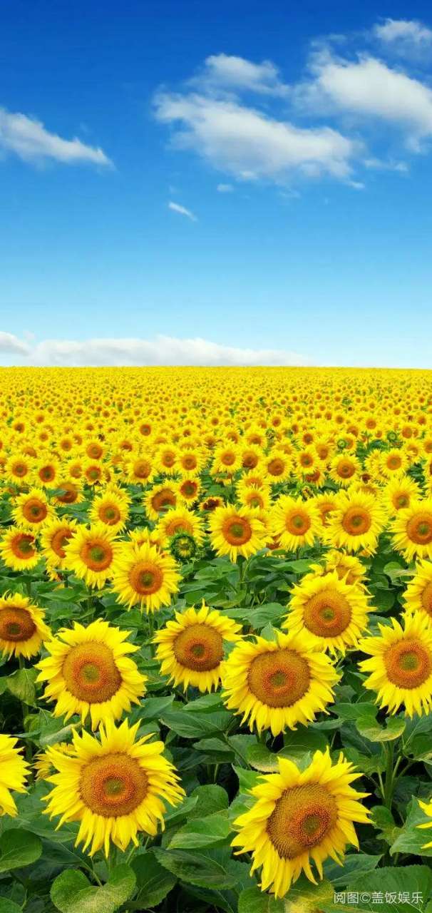 心情日志# 早安   充满希望的一天开始了