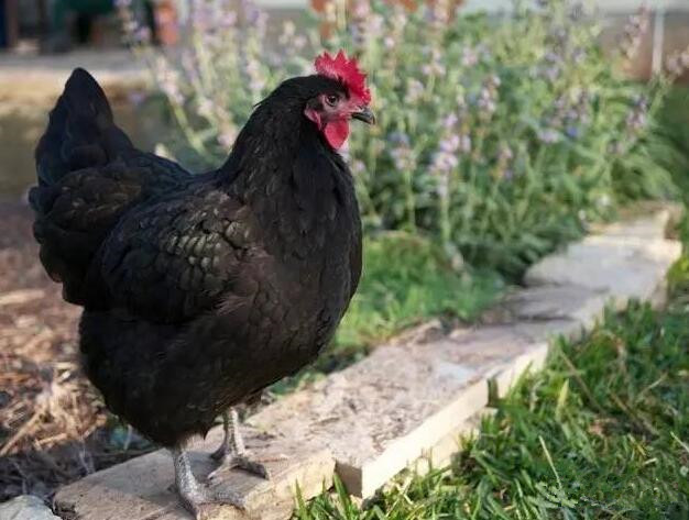 养殖澳洲黑鸡这个品种好不好