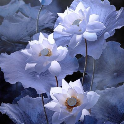 荷花头像/抖音/气质女孩专属_微信头像_我要个性网