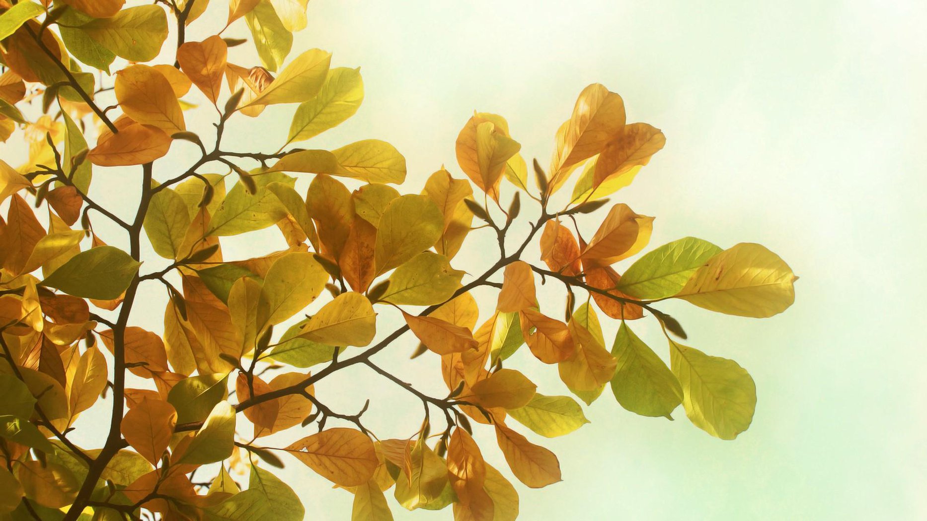 暖色调风景高清桌面壁纸