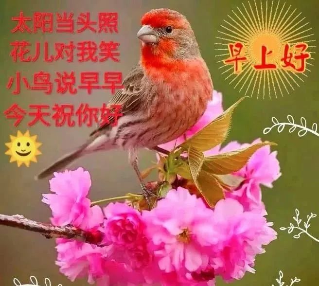 原创8张最新创意唯美亲人朋友早上好祝福语图片免打字夏日清晨友谊