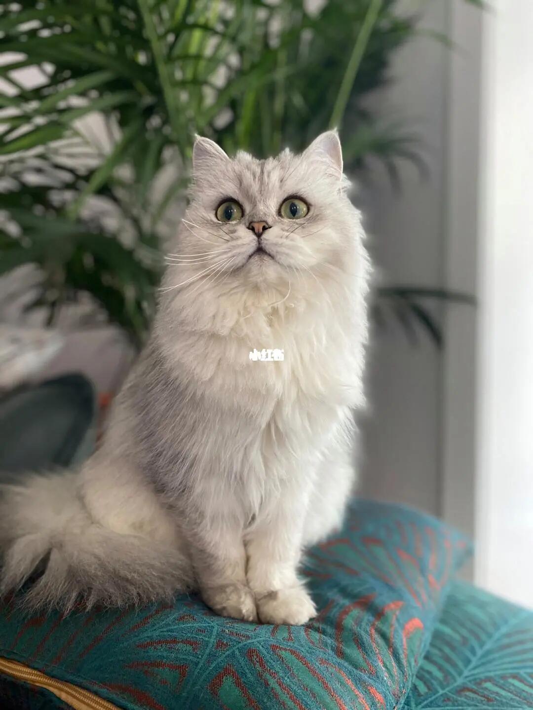 长毛银渐层弟弟妹妹特价全款1200