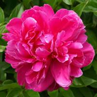 牡丹花头像大全 高清红色牡丹花头像_微信头像图片大全