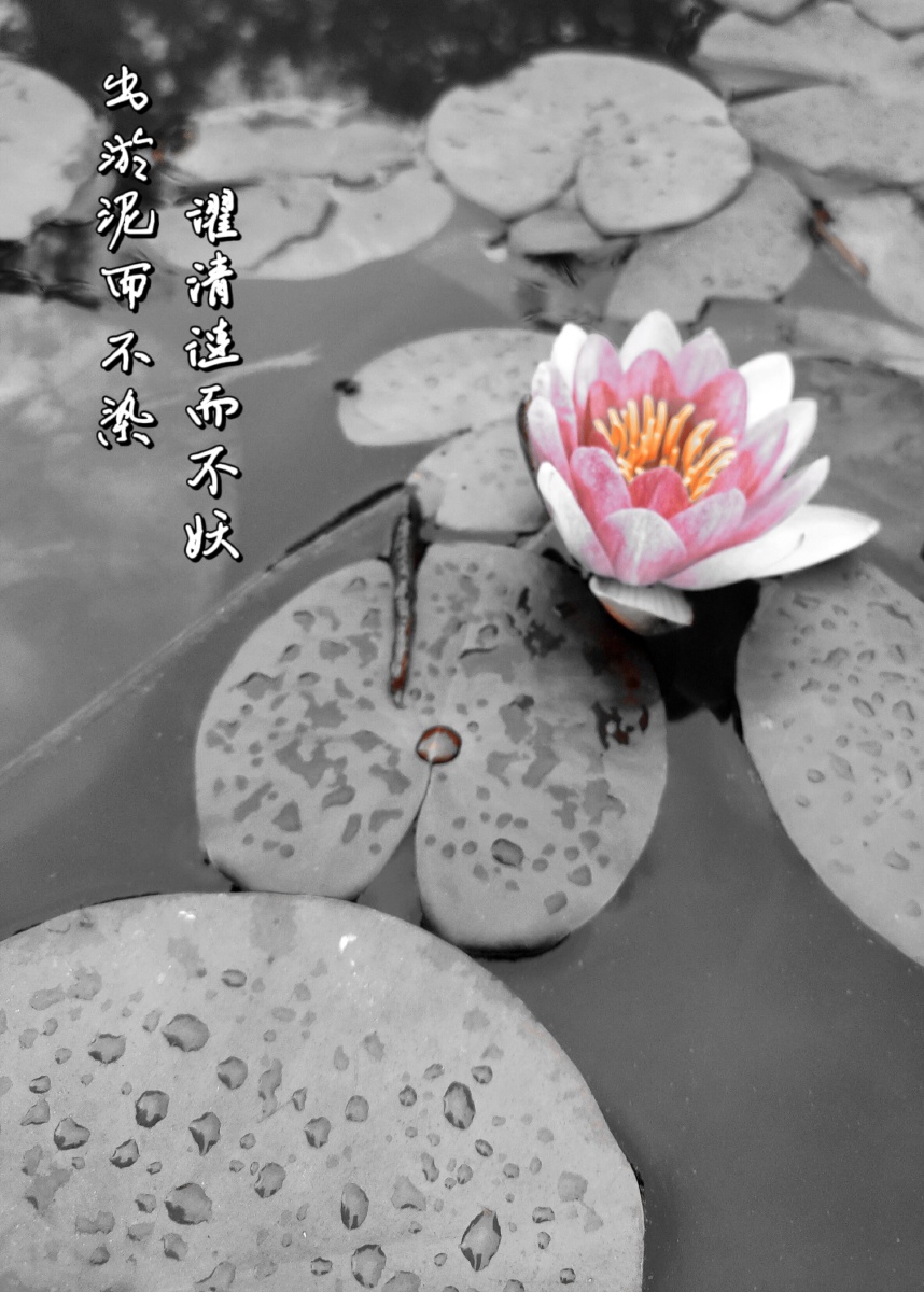 出淤泥而不染濯清涟而不妖君子莲