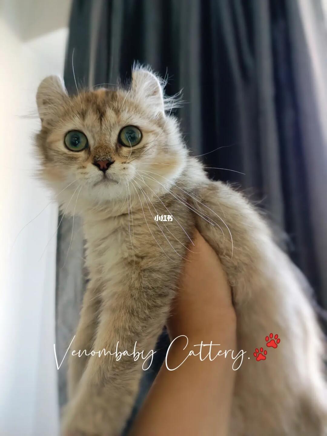 假装自己是金渐层得美国卷耳猫女孩.