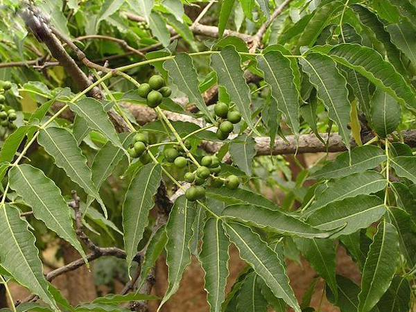 黄柏的功效与作用