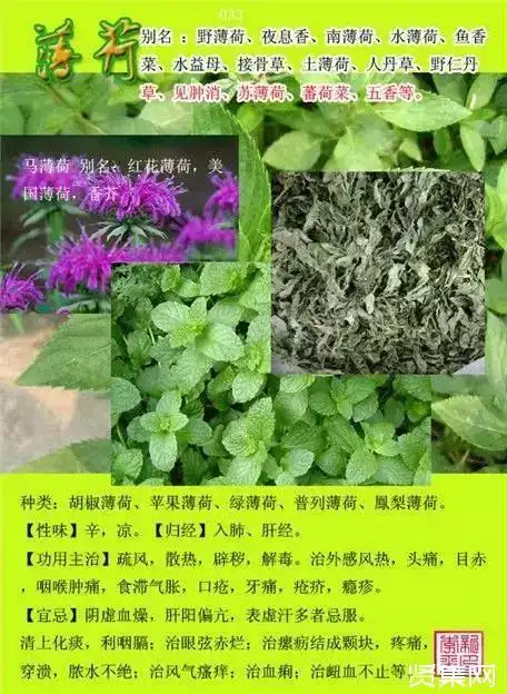 100种中草药大全名字和图片形态及功效主治