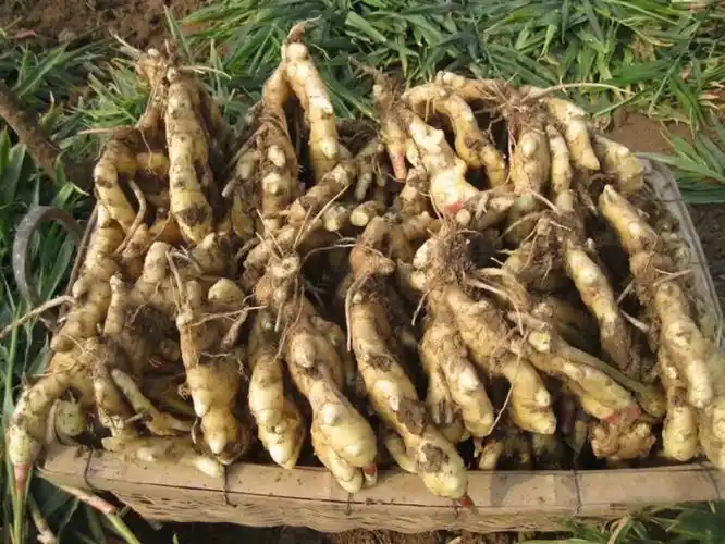 小黄姜在我们日常生活中的作用非常广泛,早就超出了蔬菜的范畴,在养生