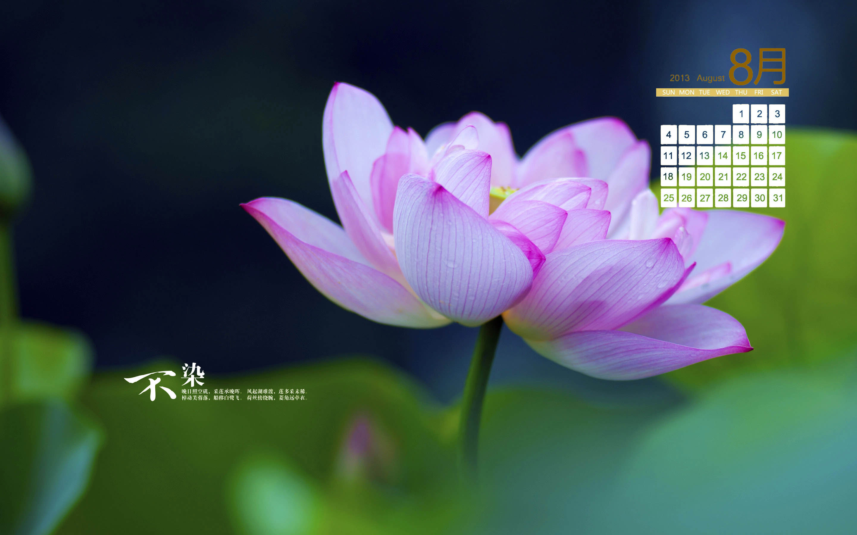 美丽的荷花8月日历桌面壁纸