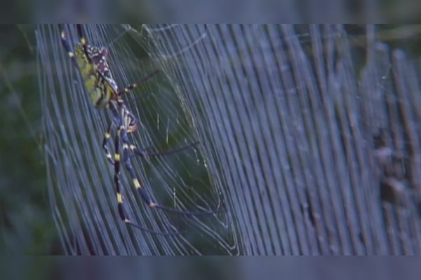 实拍蜘蛛吐丝捕捉猎物蜘蛛丝瞬间将猎物包裹成木乃伊状态