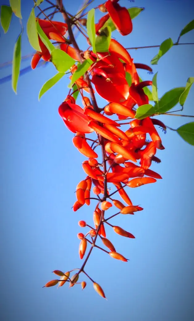 阿根廷的国花龙牙花