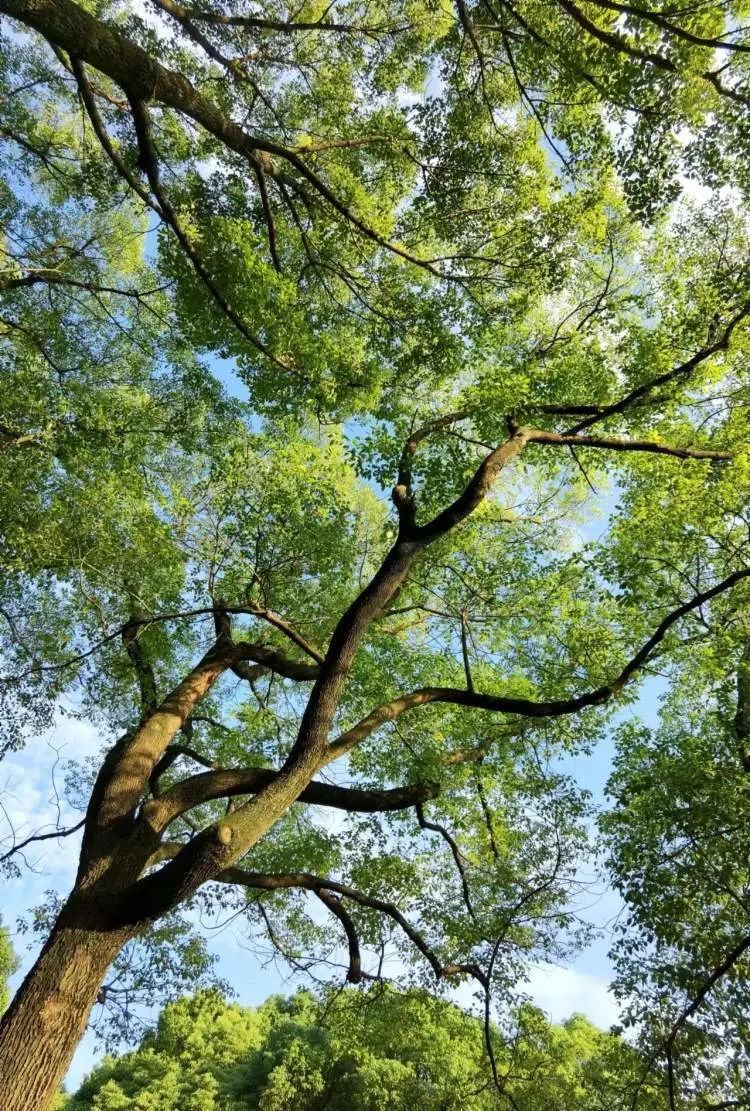 嫩嫩的绿叶告诉我们上海的春天来了