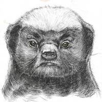 平头哥蜜獾图片头像_微信头像图片大全