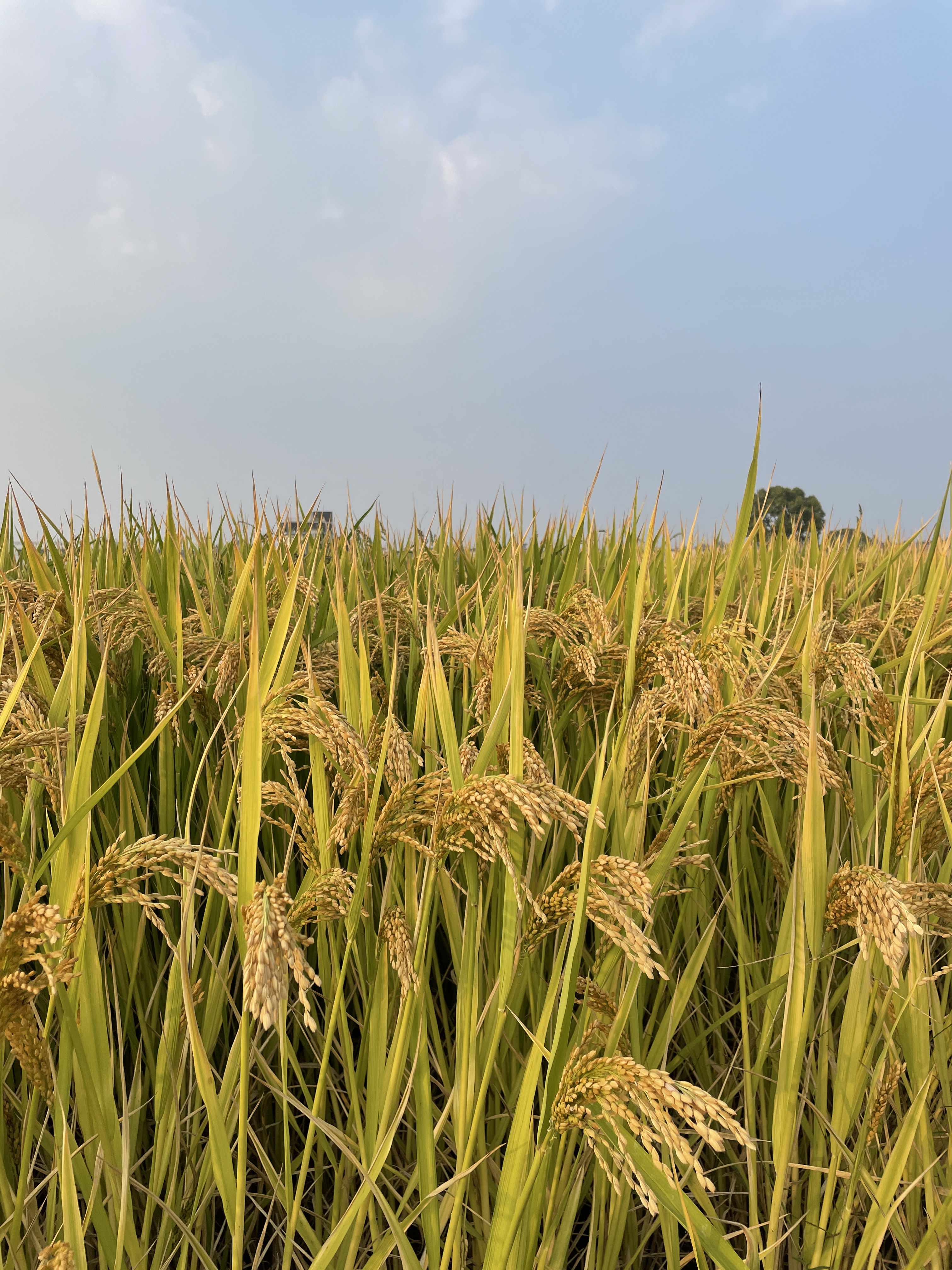 秋天丰收季节乡村风景