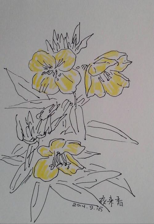 夜来香卡通简笔画