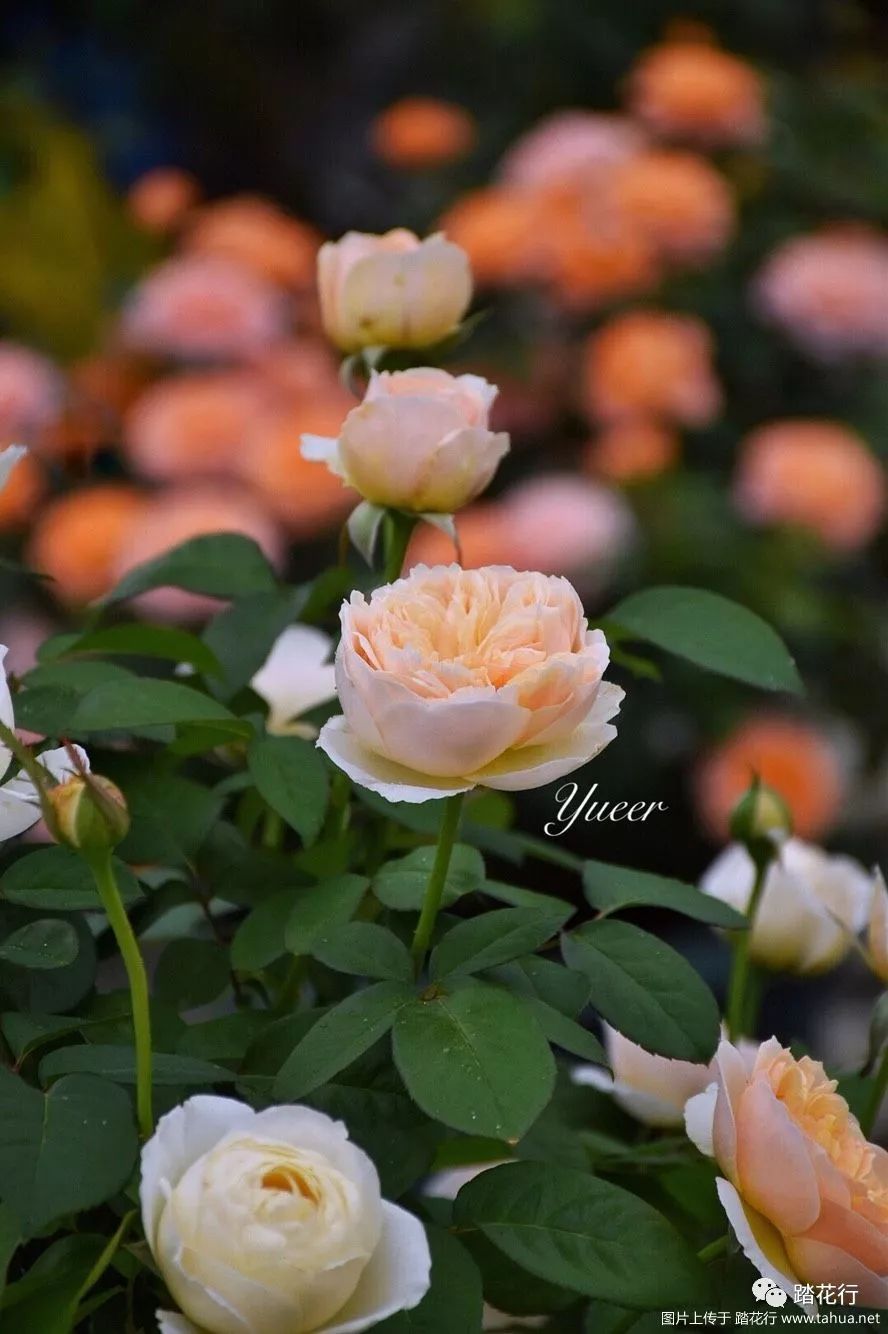 月季欣赏朱丽叶