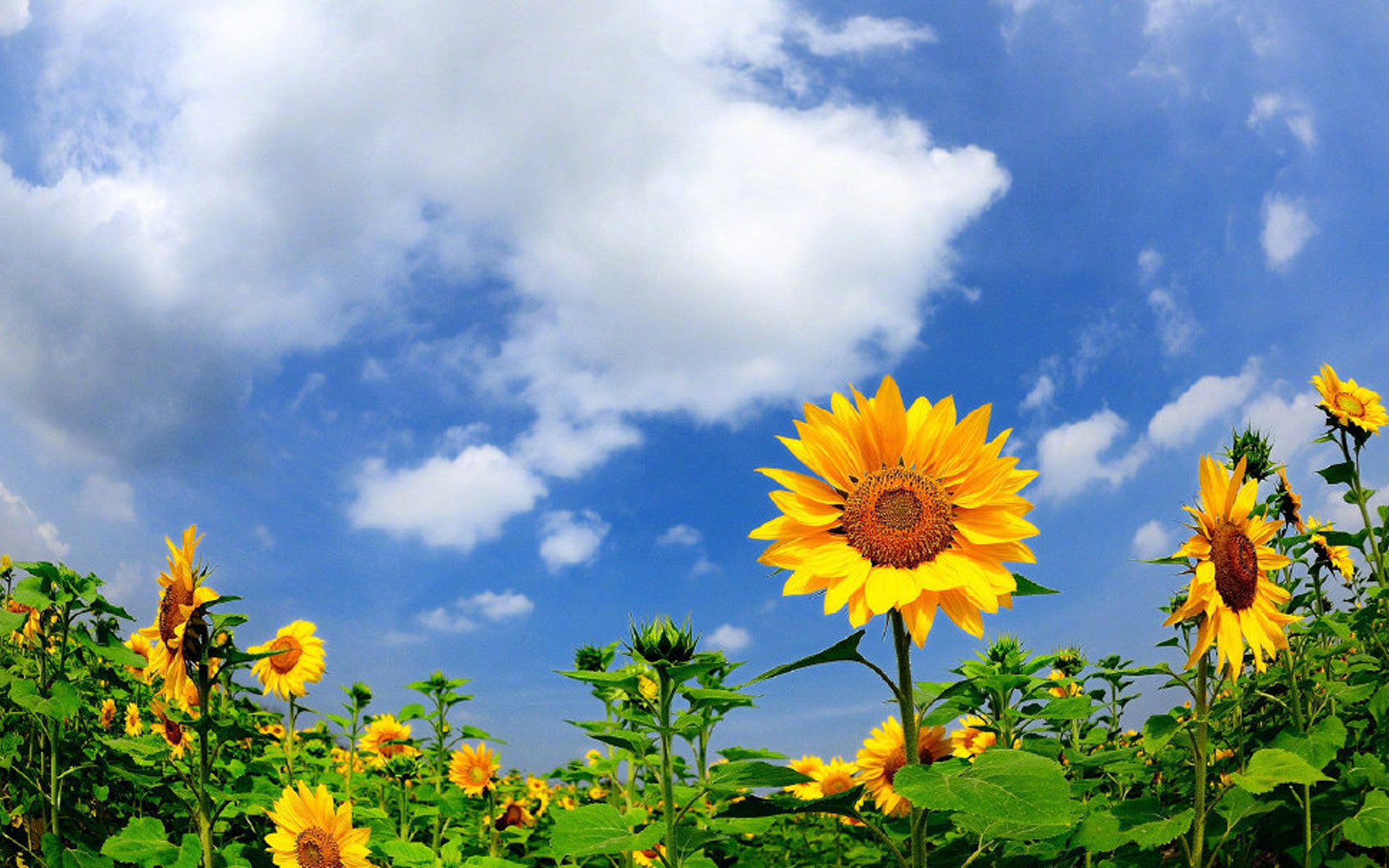 太阳花向日葵唯美图片桌面壁纸