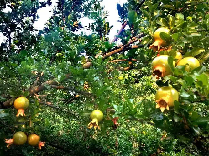 禹州森林植物园石榴日渐红硕果满枝头