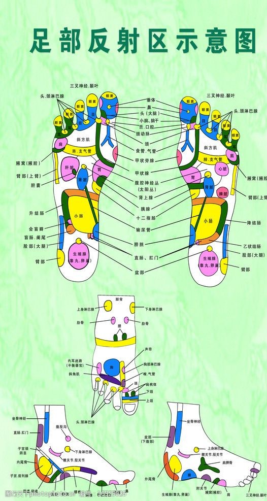 足部反射区示意图图片