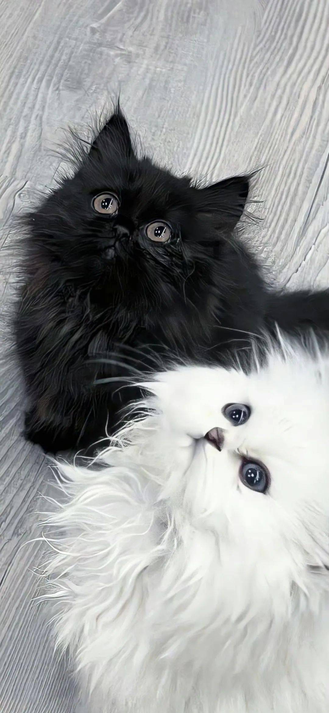 壁纸| ins高级质感363436373039壁纸_loveeee