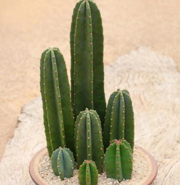 植悟人生:如何打造绿意家?盆栽5强惊艳现,生活瞬间变仙境!