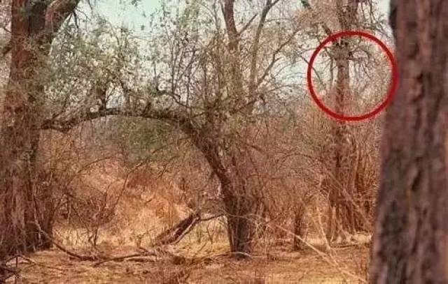 测试眼力:这些神奇的图片,你能过几关?