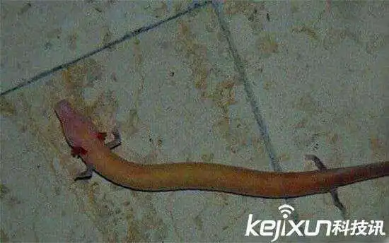 06年真龙吃人的照片