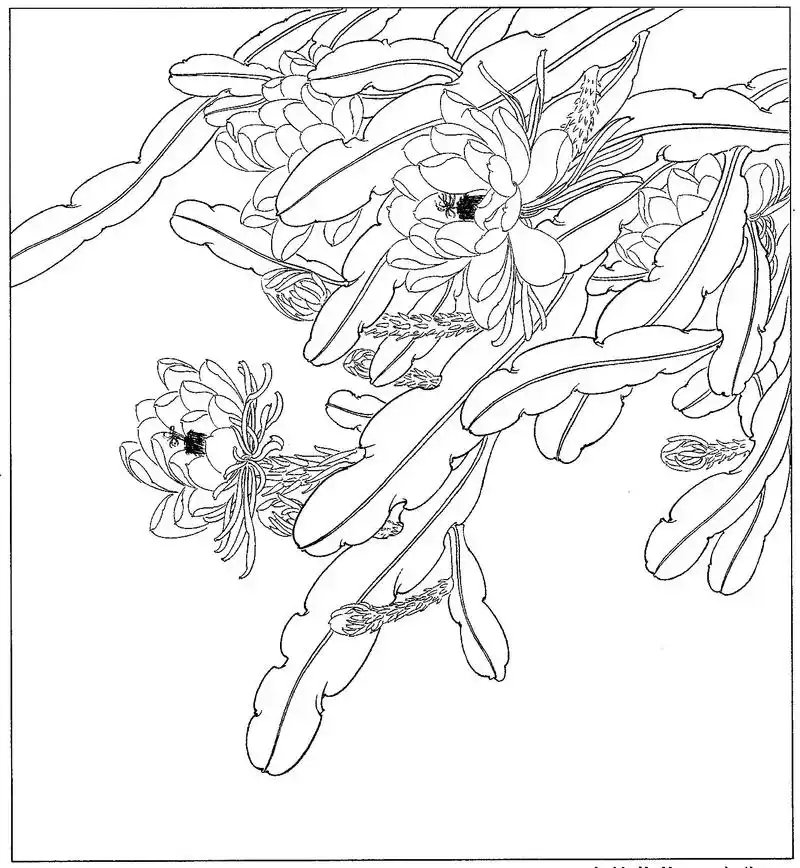 一波高清白描#工笔画 #工笔花鸟 #工笔国画  - 抖音