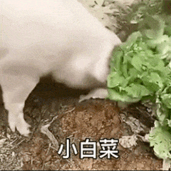 几天没见我想拱拱你(猪拱小白菜)-表情图片-搞笑图片表情包-表情包