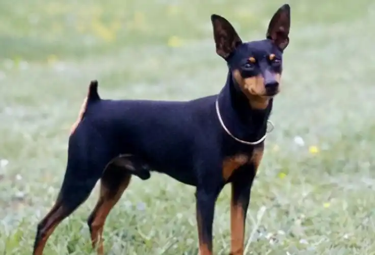 小型犬品种(便宜又好养的小型犬)