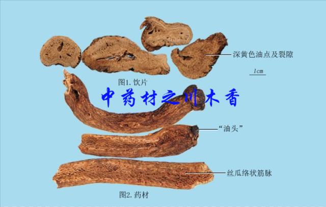 认识中药材-川木香「功效」:行气止痛.用于脘腹胀痛(附音频)
