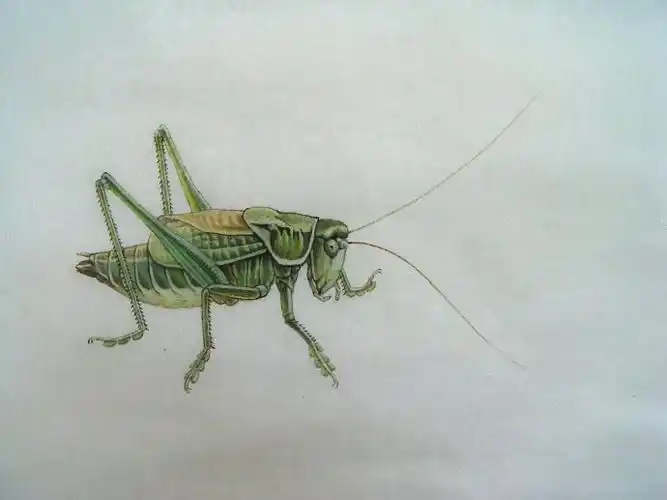 蝈蝈-工笔草虫在线作品展-齐白石传人后人书画艺术研究中心