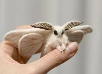 白色 怪异 肉肉的飞蛾 求鉴定_百度知道