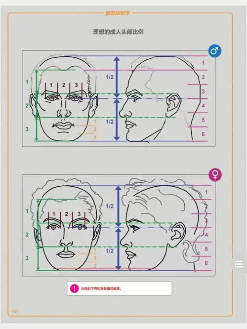 头部比例#美术生  #速写人物  #速写  #美术高考  #人体结构