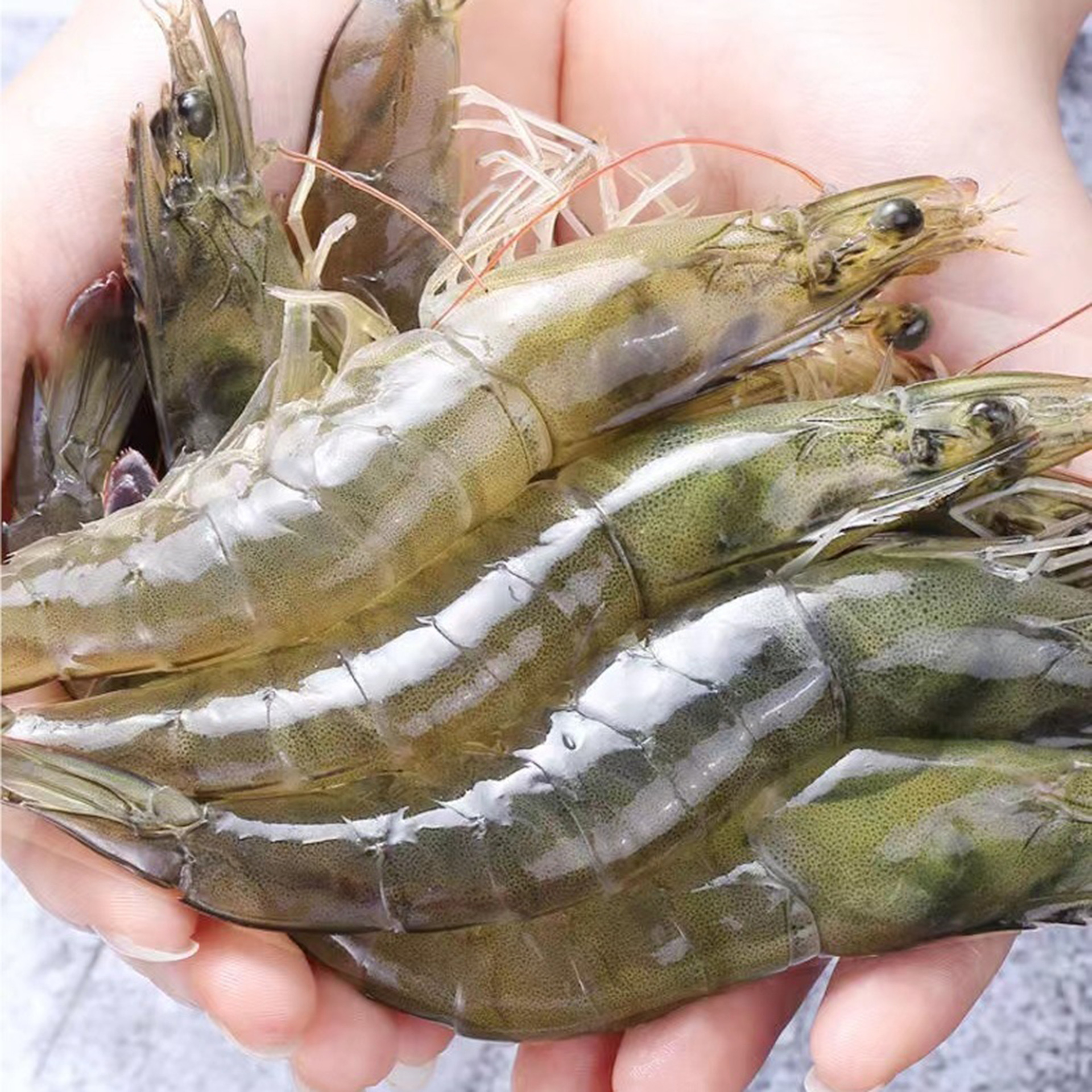 大虾鲜活九节虾青岛海捕大虾新鲜速冻海虾对虾海鲜水产盐冻