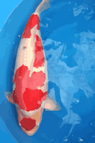 368_552竖版 竖屏gif 动态图 动图