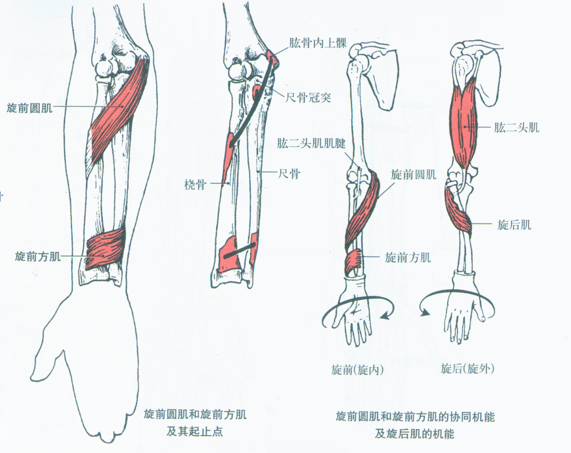 第007期认识你的肌肉之上肢肌前臂肌