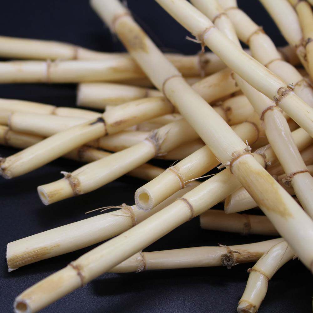 新鲜白芦根 真空 野生新鲜 芦苇根 另有白茅根凉茶食材500克包邮