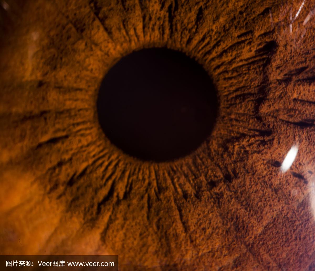 一个棕色眼睛的特写