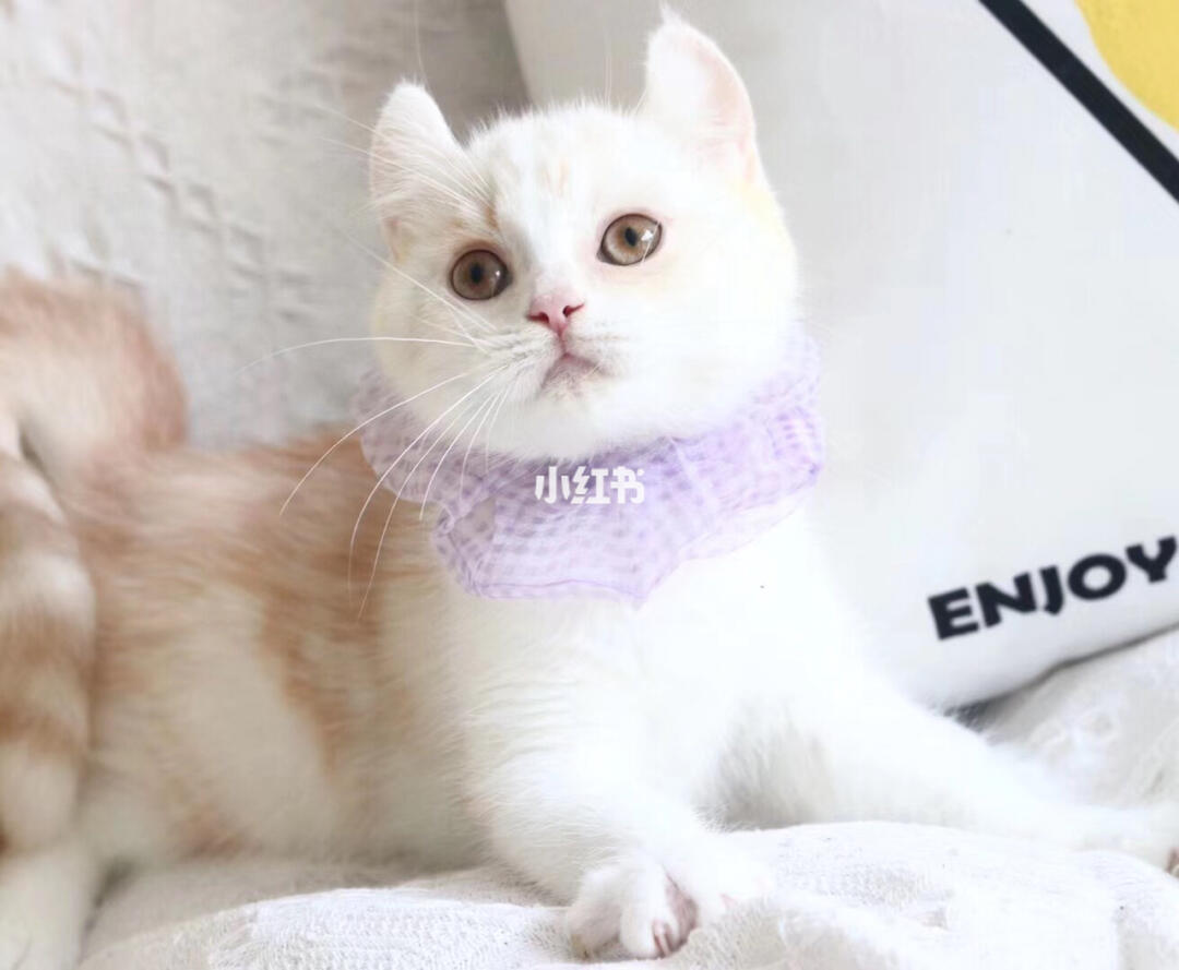 乳白卷耳猫