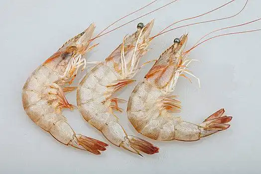 虾图片