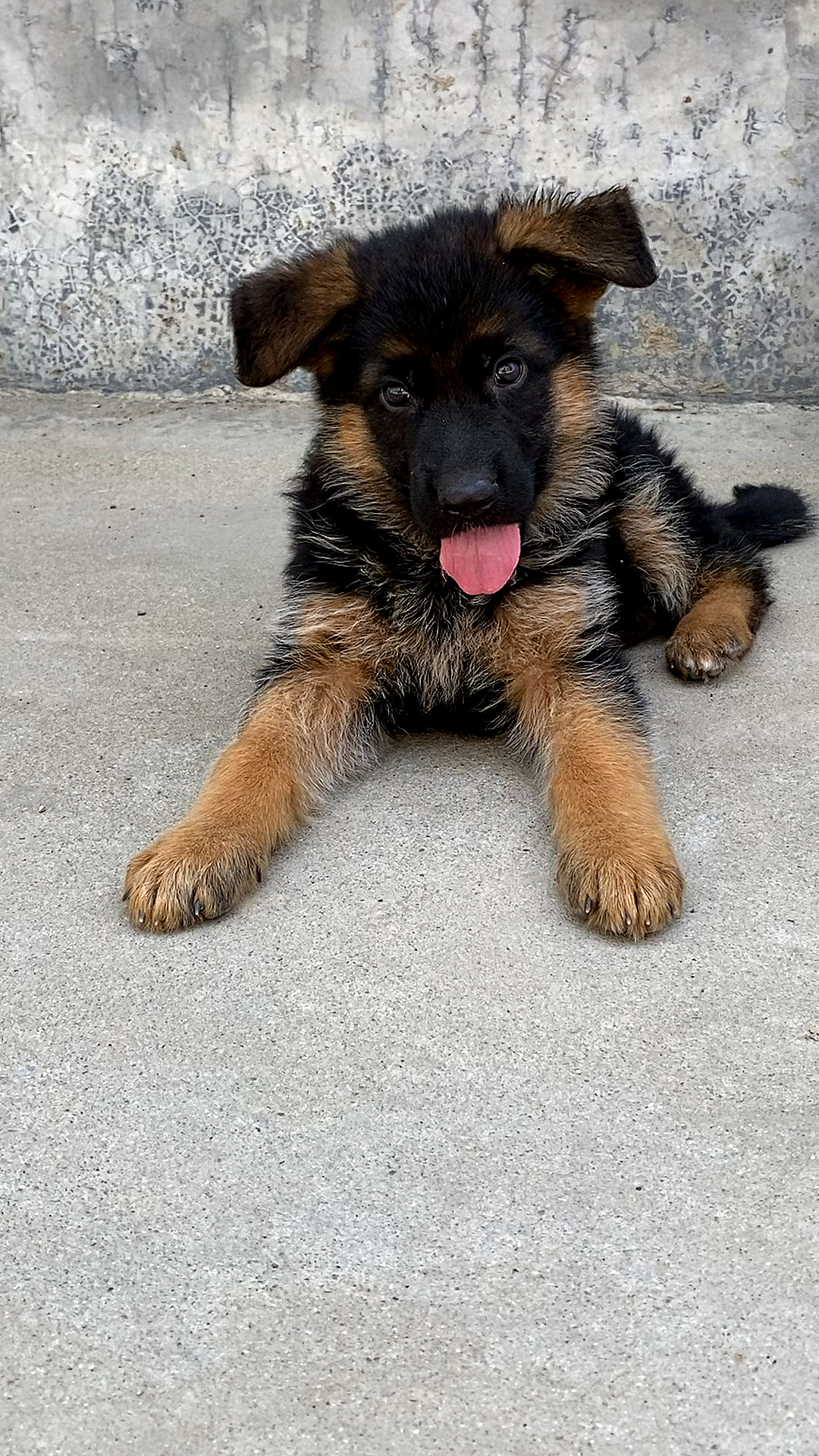 大狼狗小的时候也是这么呆萌可爱哦