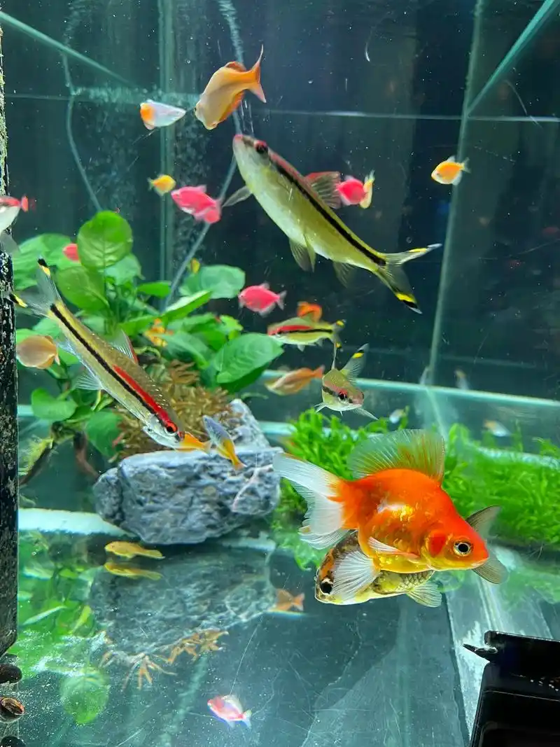 鱼乐.#鱼缸里的大自然 #观赏鱼世界 #好运金鱼 #祝愿刷到 - 抖音