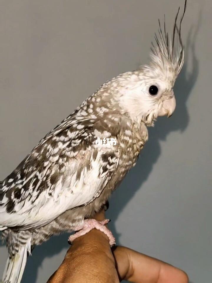 手养白脸珍珠玄凤