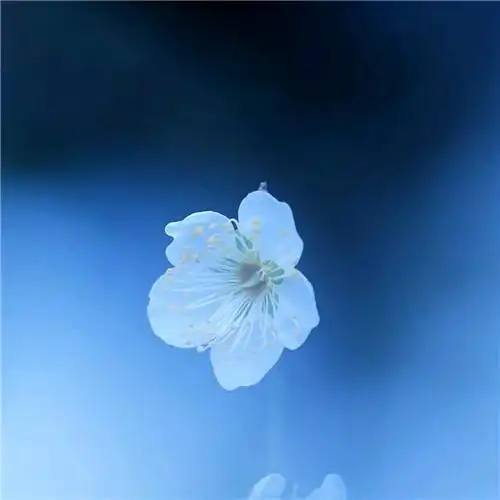 妖艳欲滴的花朵唯美头像图片