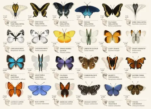 这个五一去哪玩当然是恒大广场珍稀蝴蝶节了