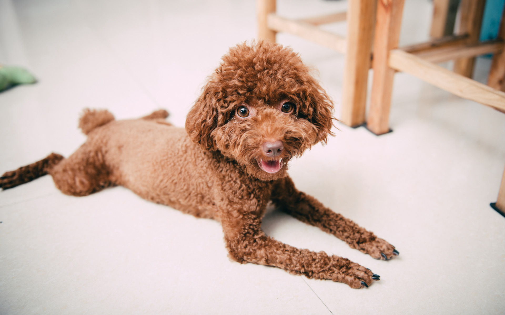 可爱呆萌萌宠泰迪犬高清图片桌面壁纸