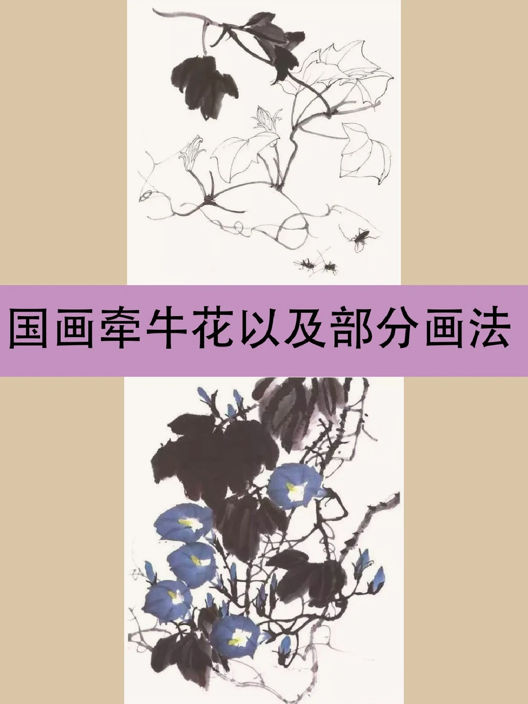 国画技巧:牵牛花以及部分画法